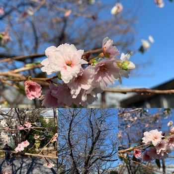 181210_１０月桜-自撮り棒で撮影.JPG