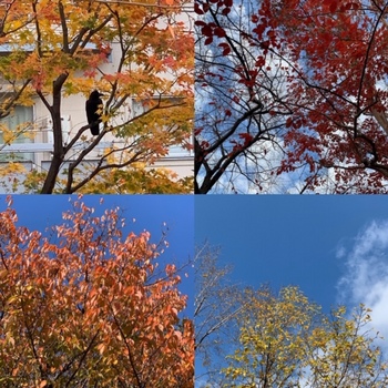 2018-12-木の葉の色づき.jpg